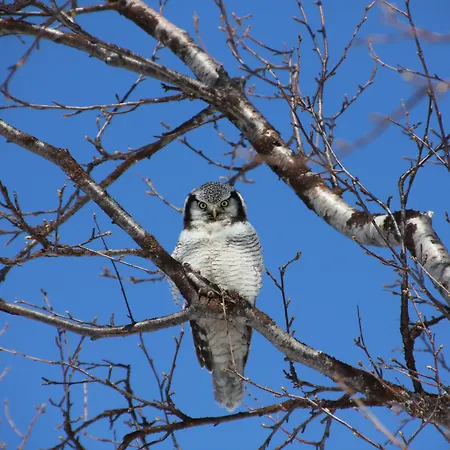 Saltdal Turistsenter Jaktstuga *